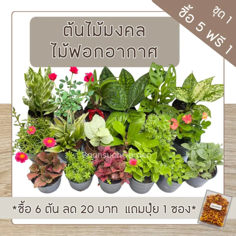 ต้นไม้มงคล ต้นไม้ฟอกอากาศ (ซื้อ 5 แถม 1)**เลือกต้นแถมได้เอง** ชุด 1 ^แถมฟรีปุ๋ยออสโมโค้ท^